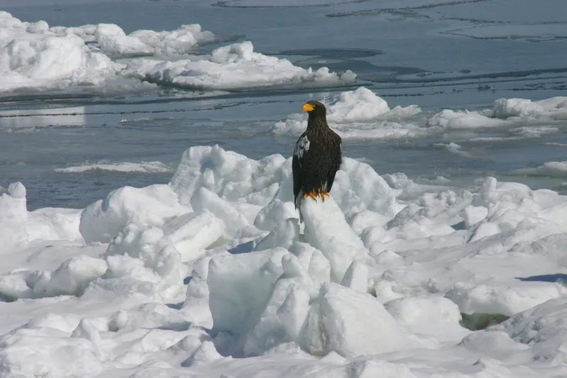 氷の上で休む日本最大級の猛禽類のオオワシ