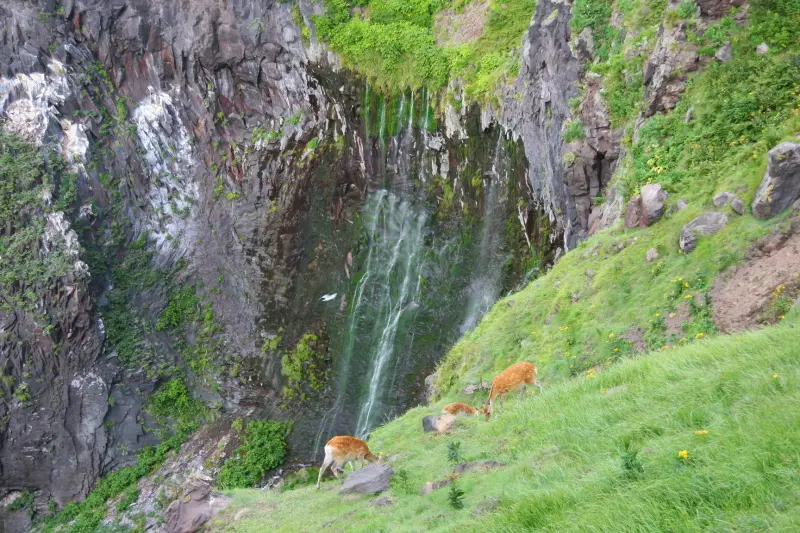 岩の割れ目から流れ落ちるフレペの滝とエサを食べるエゾシカ