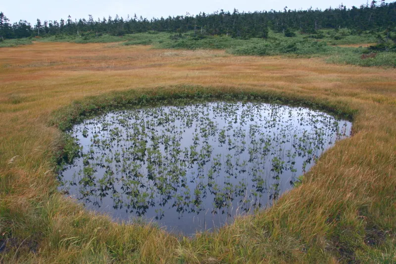 池塘（ちとう）と呼ばれる高山特有の水溜まり