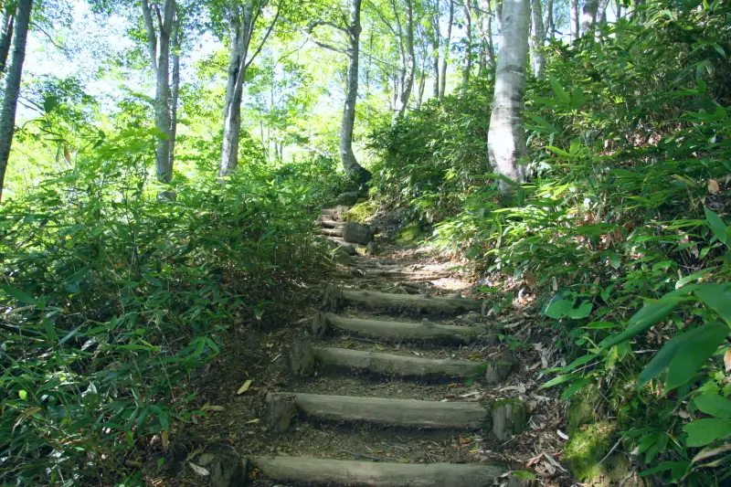 スタートして直ぐは階段を登ることになる登山道