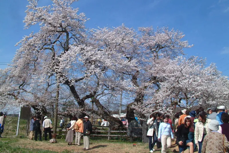 多くの人が花見に訪れる石部桜