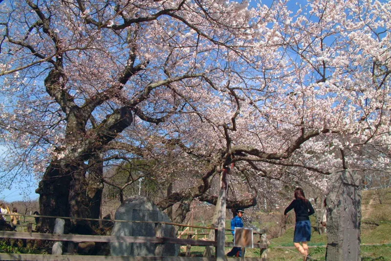 １本の木から数本の幹に分かれ見事な花を咲かせる桜