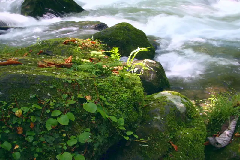 渓流の岩にはコケや植物が自生していて綺麗