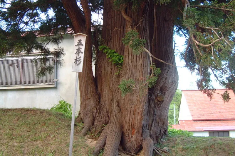 一本の杉から五本の幹が出ている樹齢５００年の五本杉