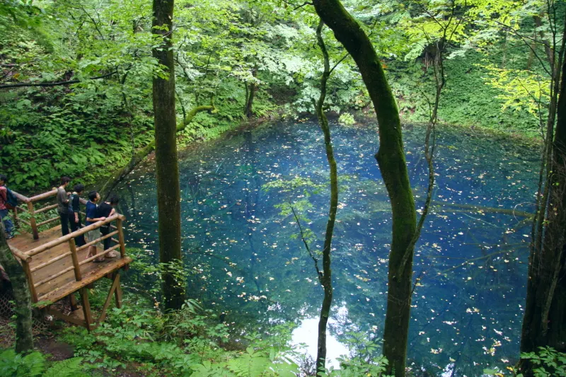 森の中で静かに水をたたえ多くの人が訪れる青池