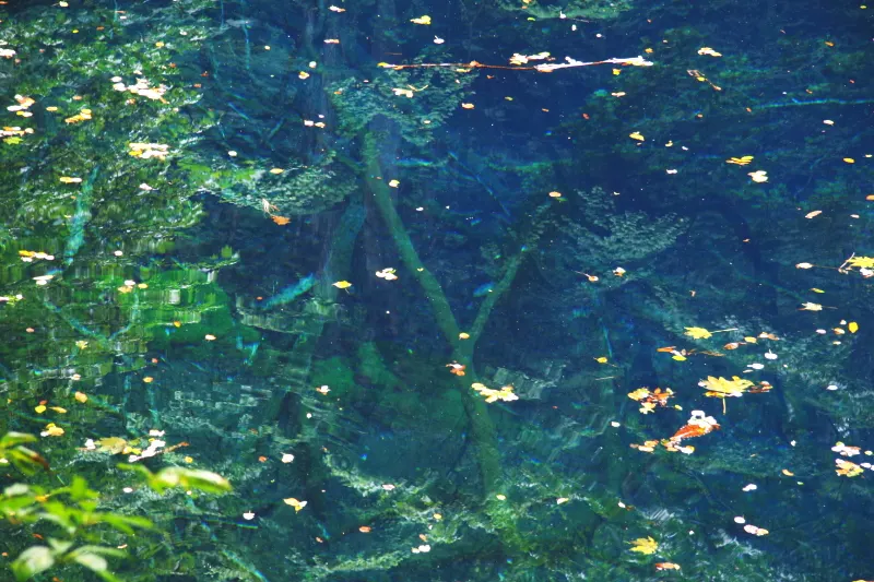 池の底に沈む木も見えるほど透明度の高い水