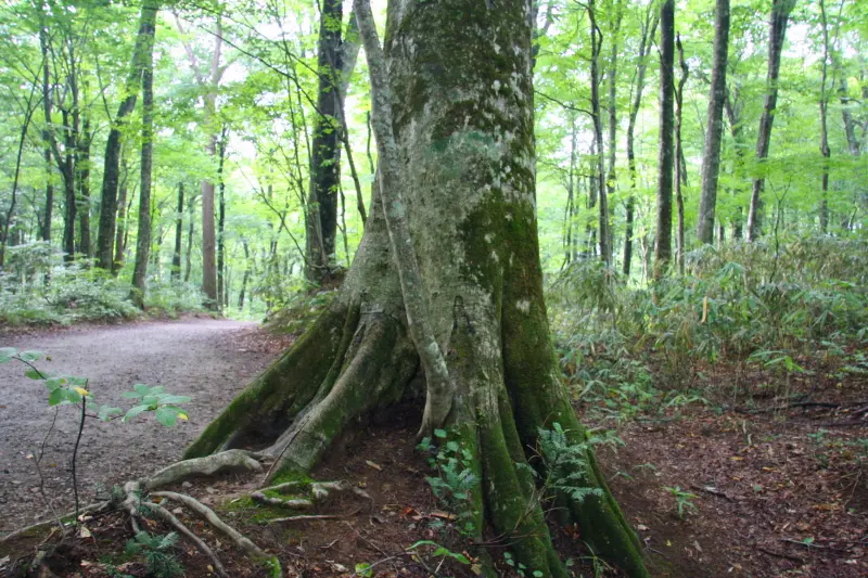 大地に根をおろし力強く立っているブナの木