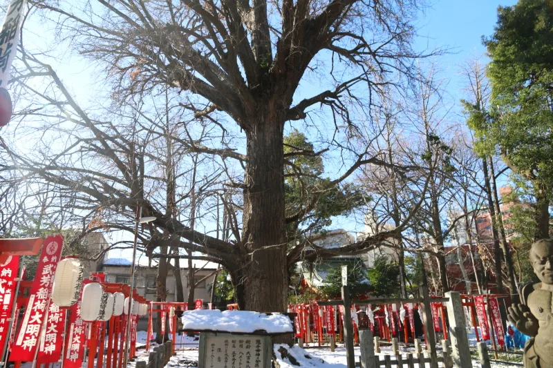 樹齢７００年、高さ３３ｍもある神木のイチョウ