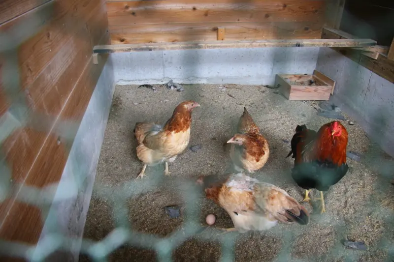全国的に有名な秋田名物の比内鶏も飼育し、見学可能