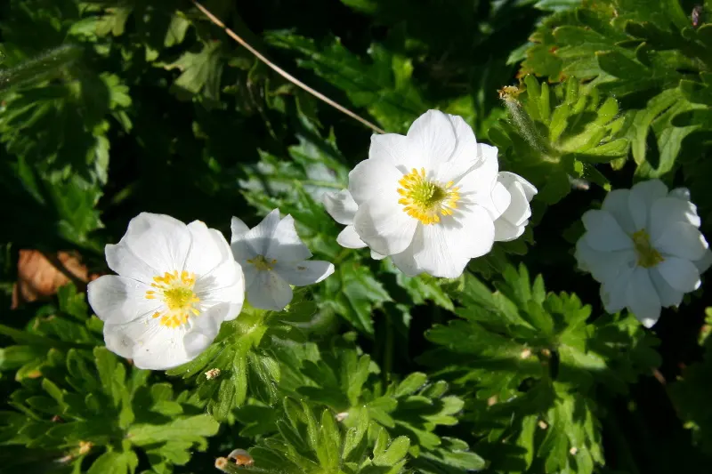 真っ白な花を咲かせていたチングルマ