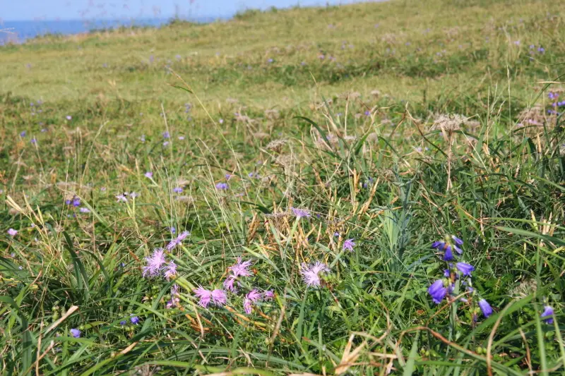 広い草原には花も咲きほこりピンクのナデシコと紫色のソバナ