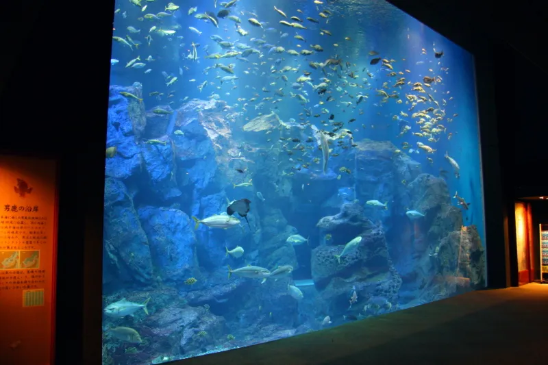 日本海を再現した２０００匹の魚が泳ぐ大水槽