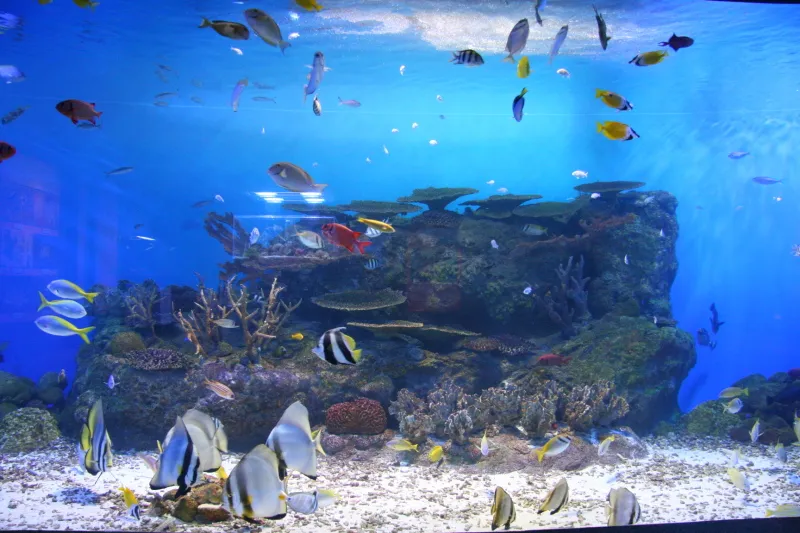 色鮮やかな熱帯性の魚が見られるサンゴ礁水槽