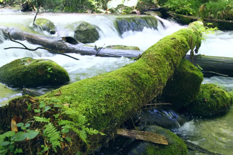 渓流の岩や倒木にコケが自生し植物が造り出した自然美にも注目
