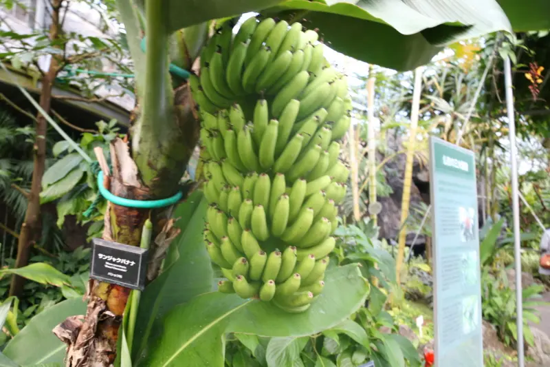 温室の暖かい環境で実を付けるバナナの木