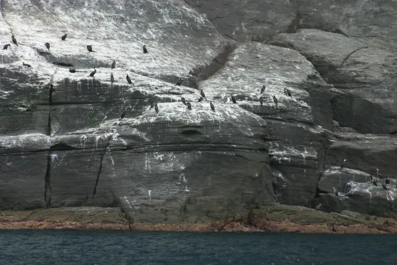 フンにより、岩が白く変色したウミウのコロニー