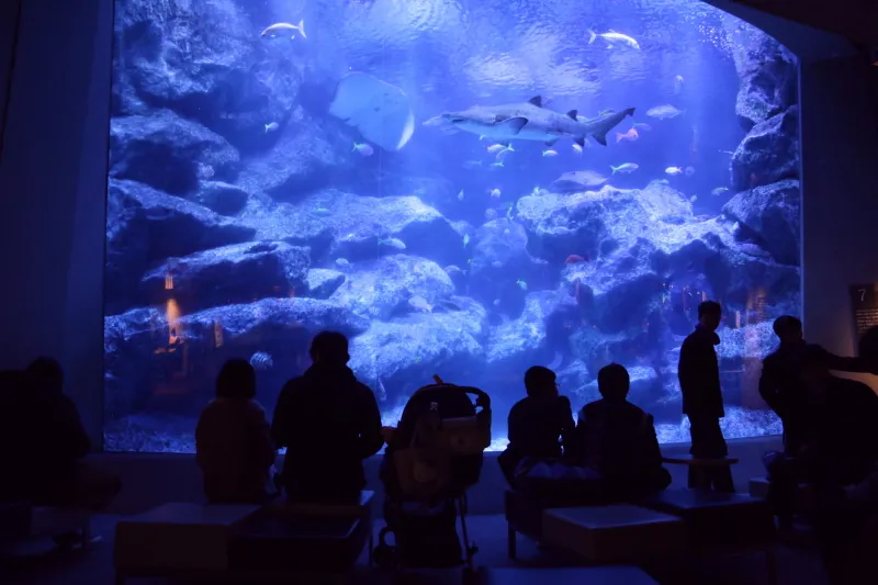 世界遺産の小笠原諸島の海を再現した東京大水槽