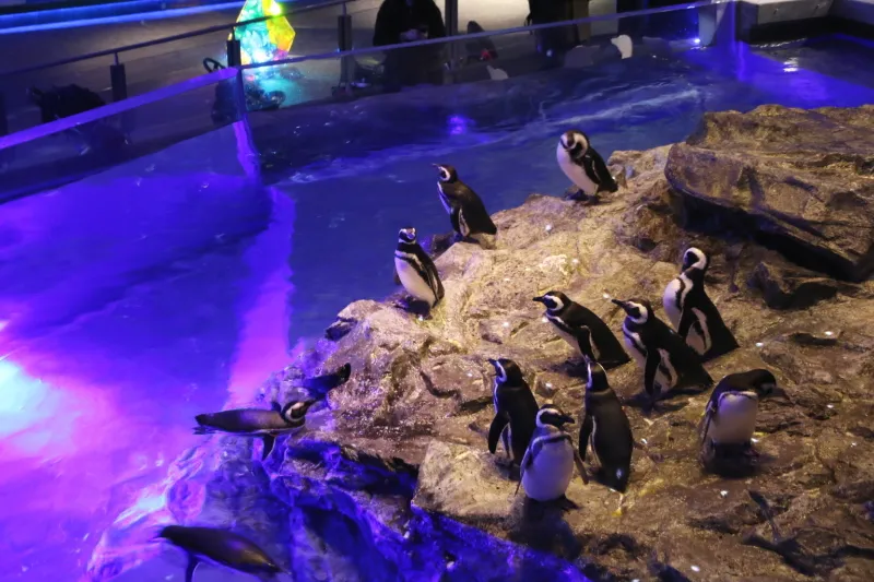 プール水槽で暮らしているマゼランペンギン
