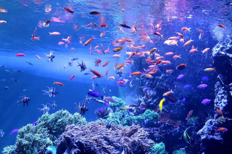 熱帯系の色鮮やかな魚が泳ぐサンゴ水槽