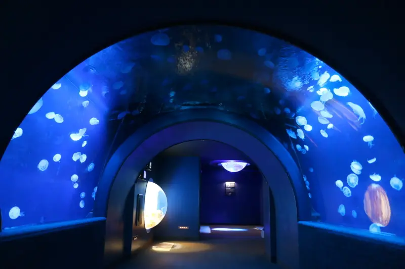 癒やされるようにクラゲが漂う幻想的なトンネル水槽