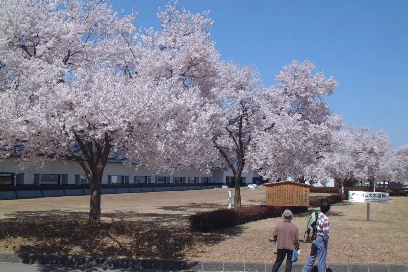 鶴ヶ城は桜の名所１００選に選ばれている桜の花見スポット