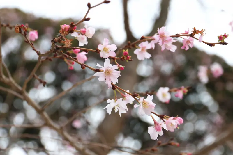 冬に花を咲かせる十月桜。春には桜の名所となる上野公園