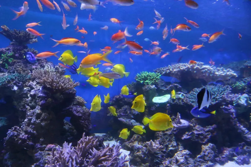 色鮮やかな海水魚が泳ぐサンゴ水槽