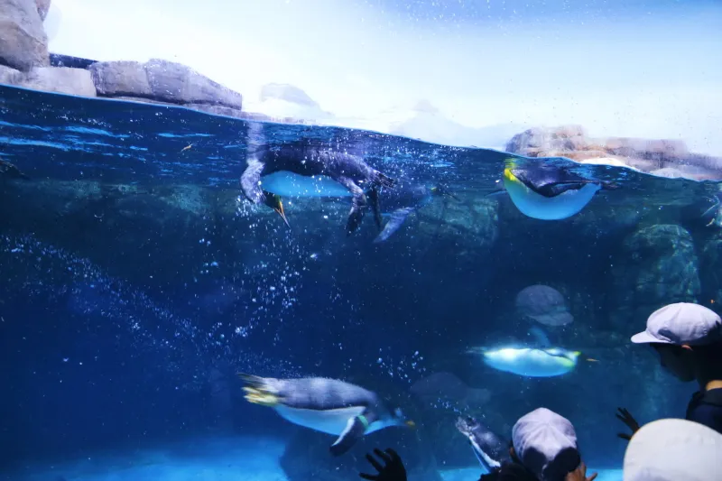 水中を泳ぐ姿を観察できるペンギン水槽