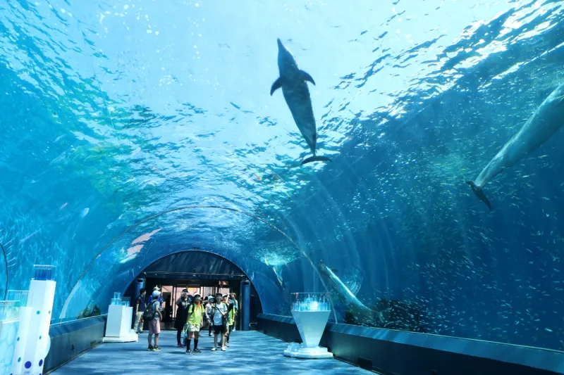 「癒やし空間」をテーマにしたイルカの泳ぐトンネル水槽