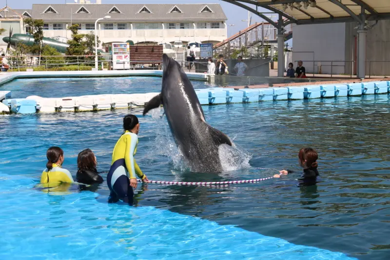 イルカの体験プログラムは本格的で大迫力のジャンプを目の前で披露