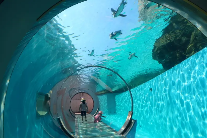 ペンギンが空を飛ぶように見えるトンネル水槽