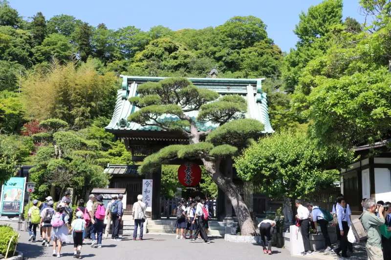 鎌倉の人気スポットとなっている長谷寺