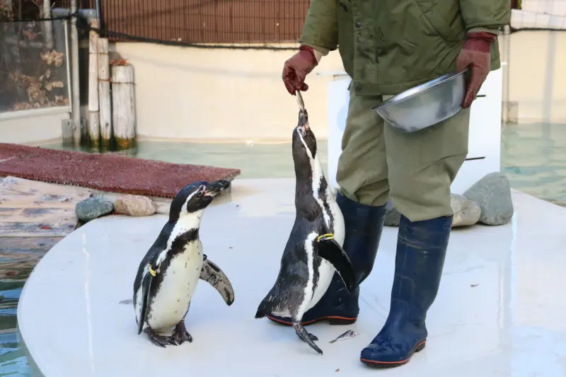 飼育員さんからエサをもらうフンボルトペンギン