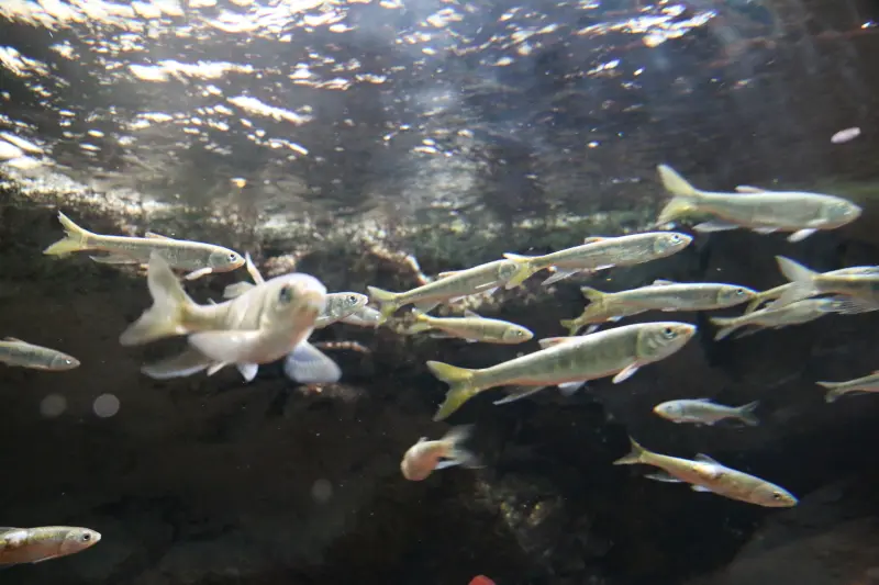 川や渓流でよく見かける身近な魚のオイカワ