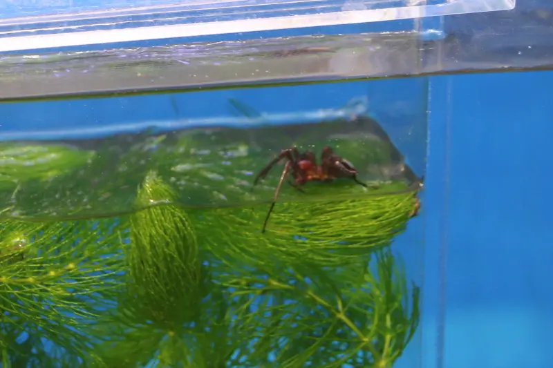 世界で唯一、水の中で生活しているミズグモ