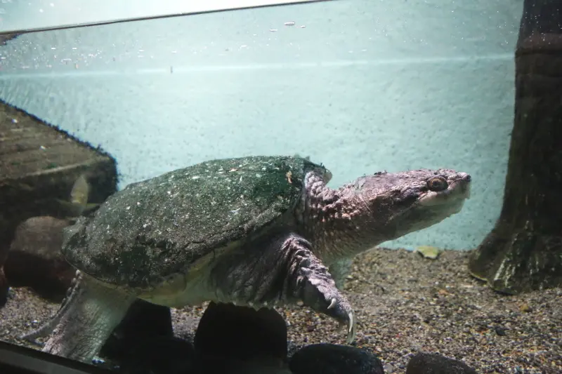 外来生物コーナーに展示される凶暴なカミツキガメ