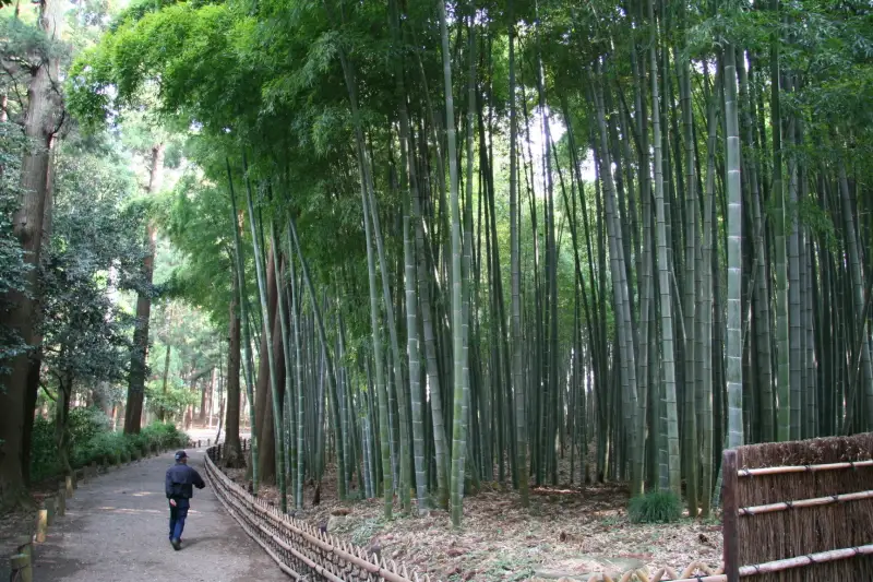 竹林を通り抜ける遊歩道も整備され、のんびりと散策できる庭園