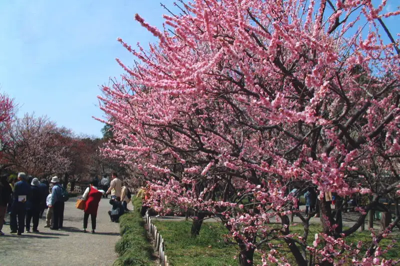 ピンクに色づく、満開の梅。訪れた季節は、３月下旬