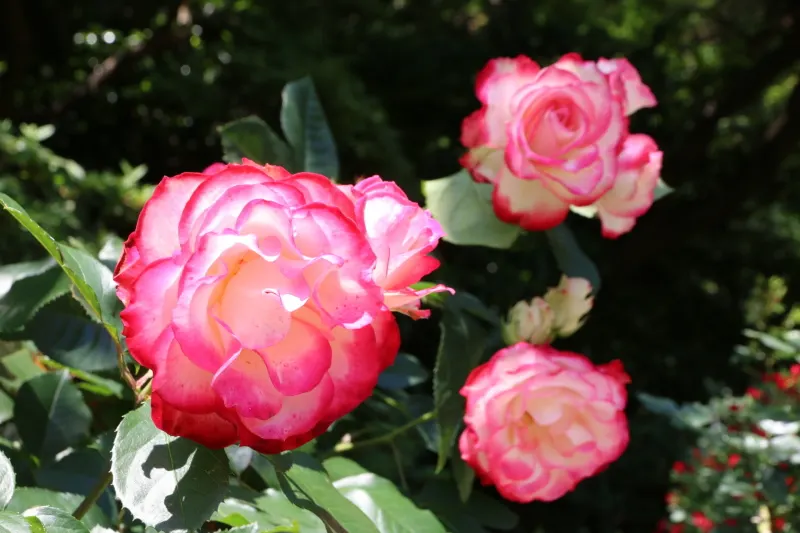 プリンセスドモナコと呼ばれる色鮮やかな大柄のバラ