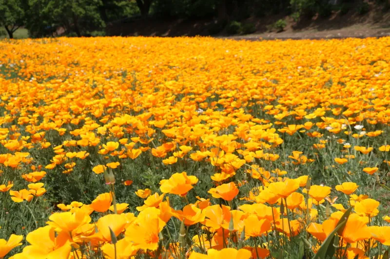 １００万本の花が咲き誇るため３６０度がオレンジ一色