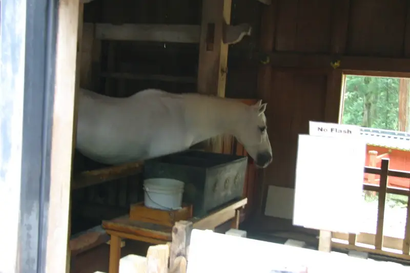 神厩舎には神馬がつながれていて、凜々しい白馬を見学可能