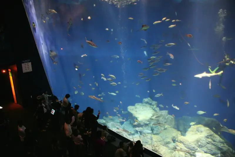 ８０種類２万匹の魚が泳ぐ太平洋の海を再現した大水槽