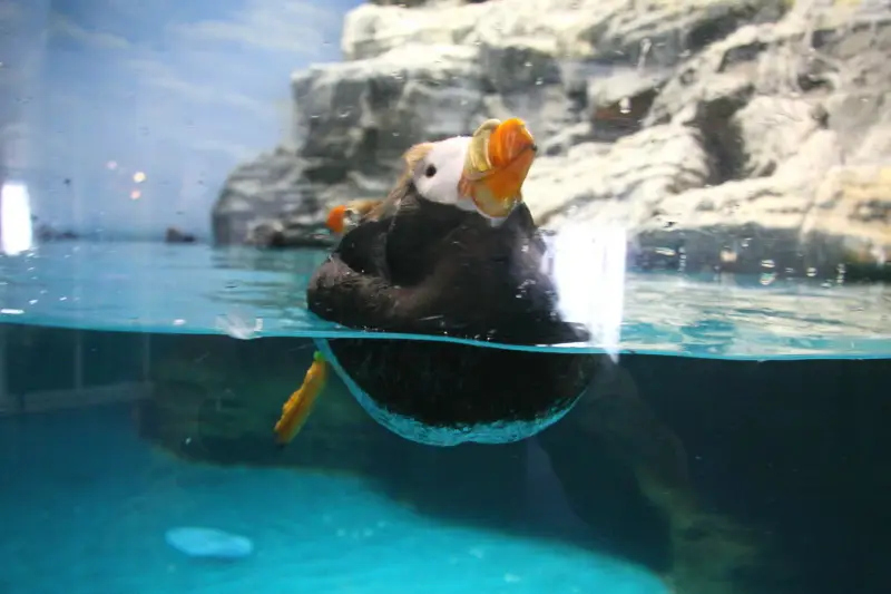 可愛い顔をした海鳥のエトピリカ。水中を素早く泳ぐ姿は必見