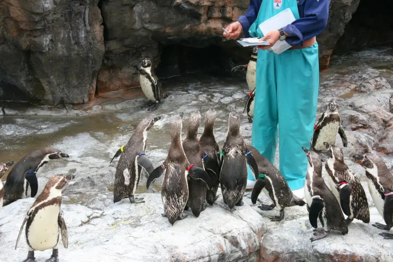 スタッフからエサをもらっているフンボルトペンギン