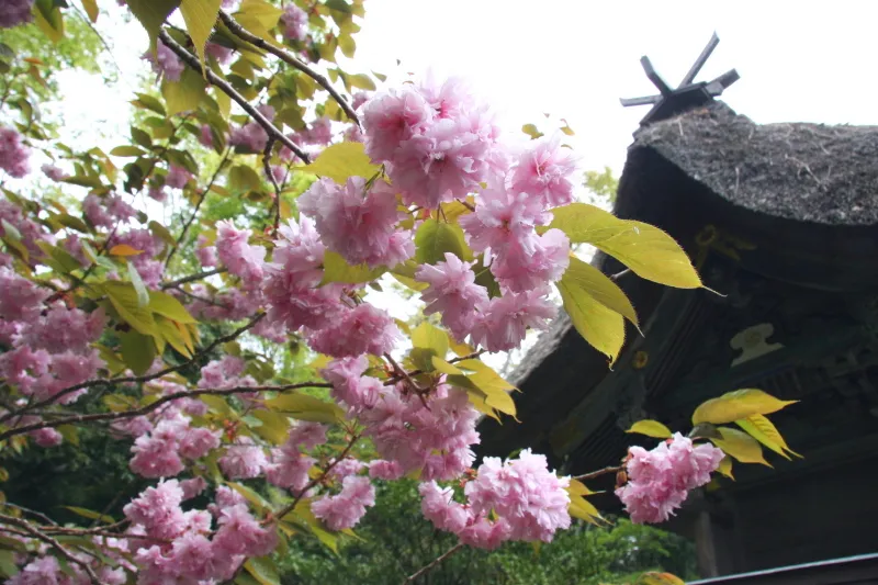 本殿の横に咲いていた八重桜。季節は５月上旬