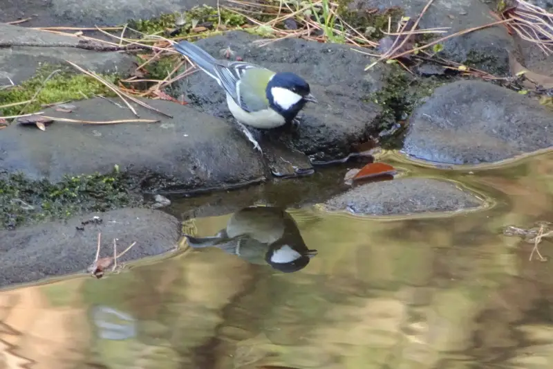 庭園で水を飲むシジュウカラ。野鳥が多く見られることでも有名