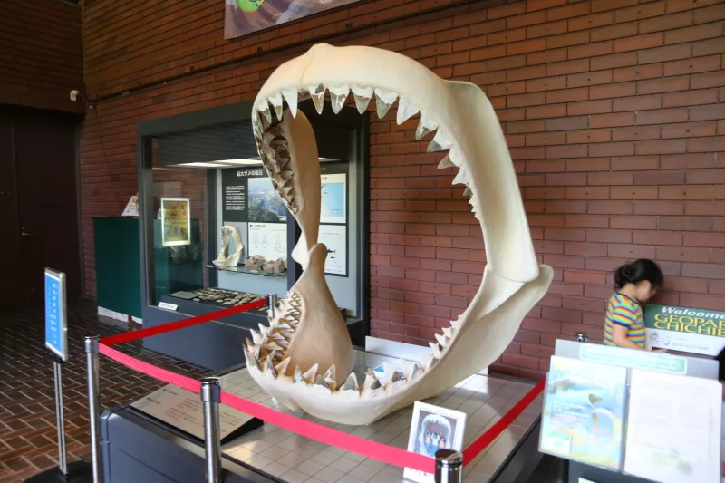 記念写真の撮影場所となっている古代サメの復元模型