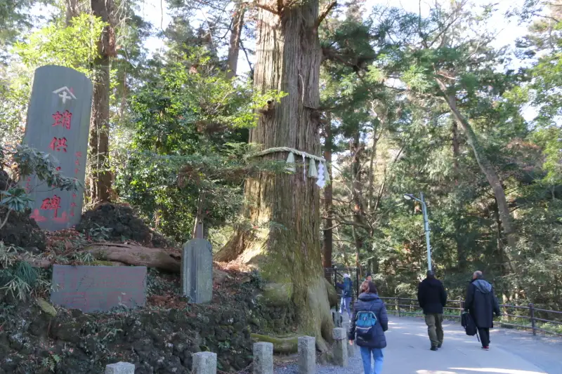 ひときわ大きく目立っている樹齢４５０年のタコ杉