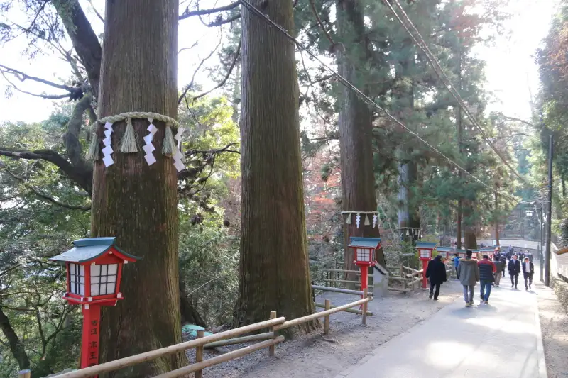 東京では貴重な巨木として保護されている杉並木
