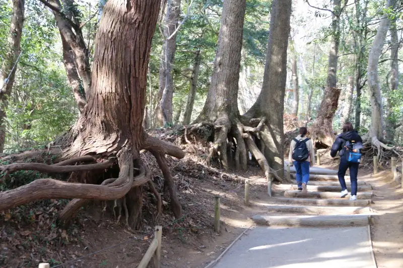 巨木の根っこが地上に露出し普段、目にすることのない光景